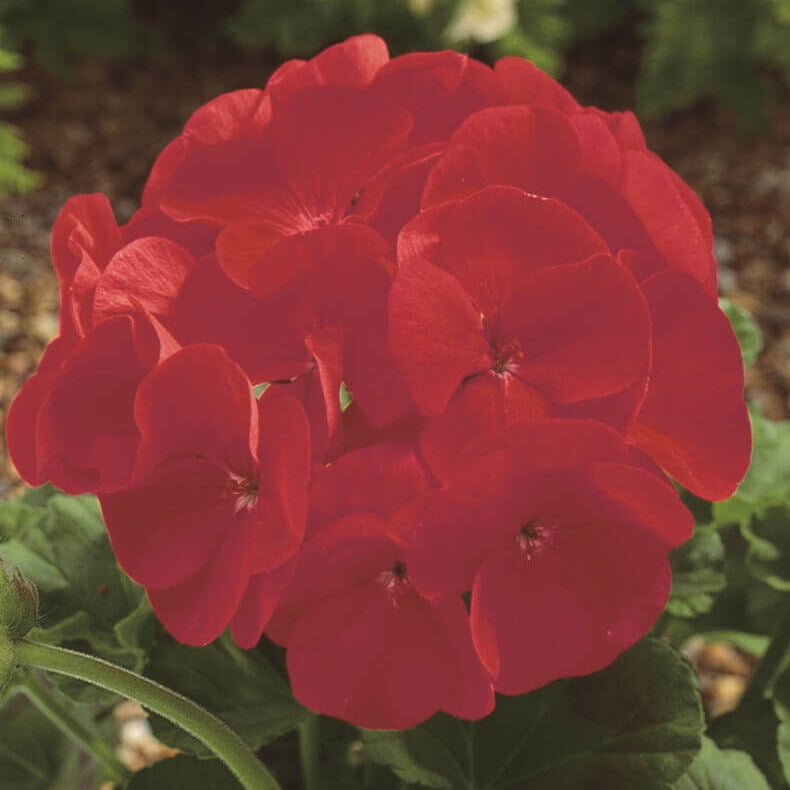 Geranium 'Maverick Scarlet' 