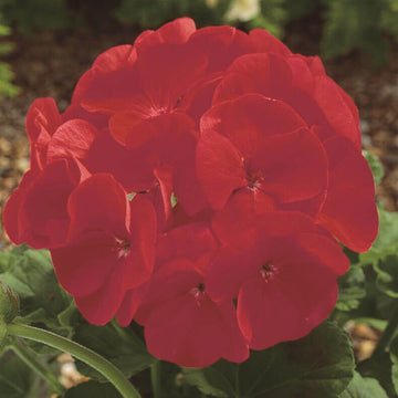 Geranium 'Maverick Scarlet' 
