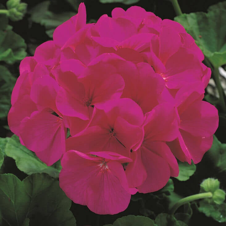 Geranium 'Maverick Violet'