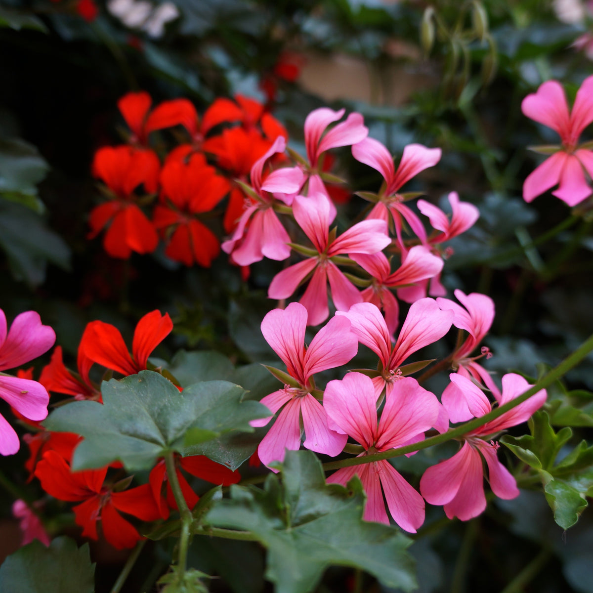 Image de Géranium Reach Out™ Mélange F1 montrant la variété et ses caractéristiques visuelles pour faciliter l’identification du produit avant le semis. Géranium Reach Out™ Mélange F1 est une variété de fleurs ornementales offerte en semences pour les jardiniers qui recherchent des renseignements précis et faciles à appliquer. Les données confirmées indiquent maturité: 14 à 15 semaines, hauteur: 15 à 20 cm, étalement: 25 à 30 cm, couleur: Mélangé.