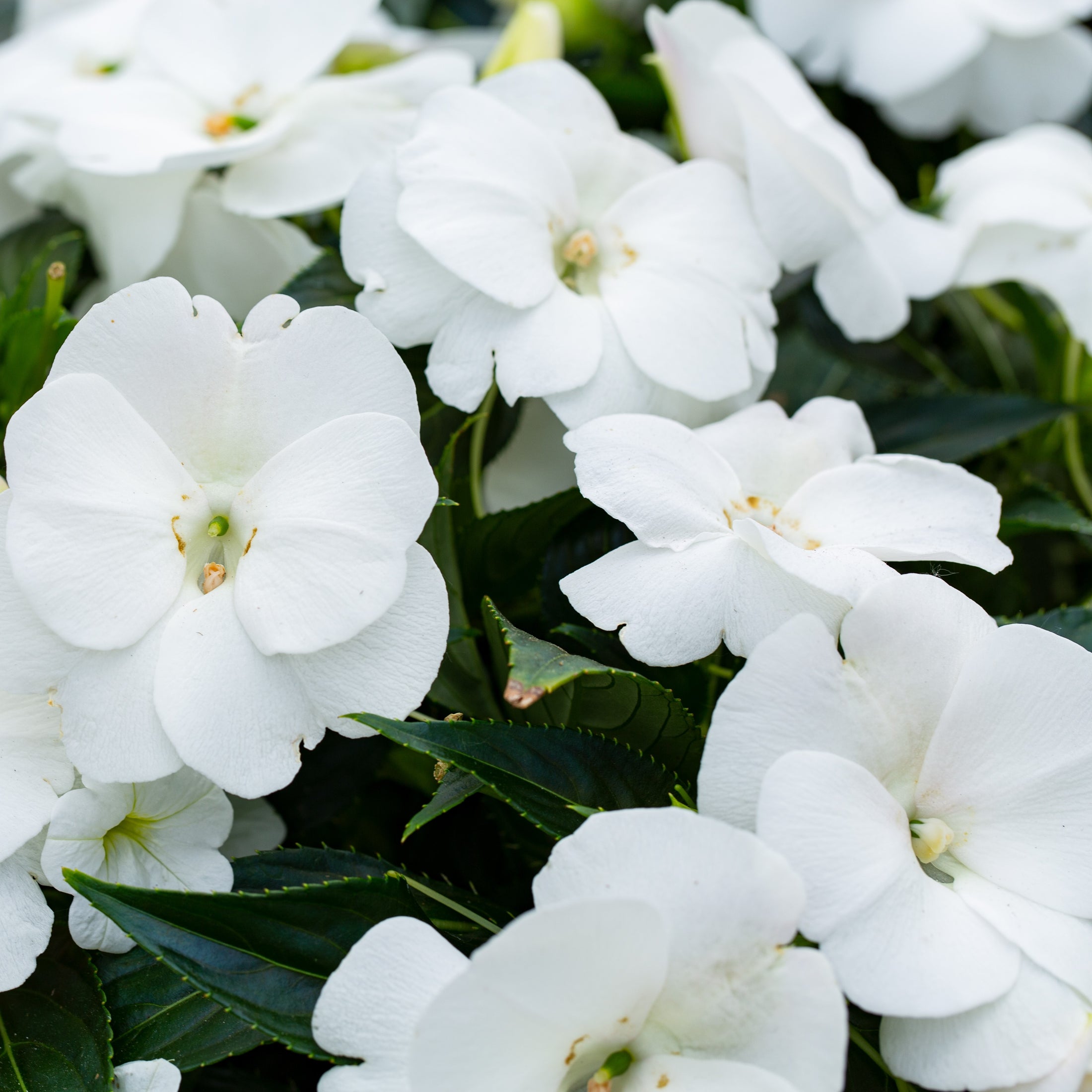 Géranium 'Maverick Blanc'