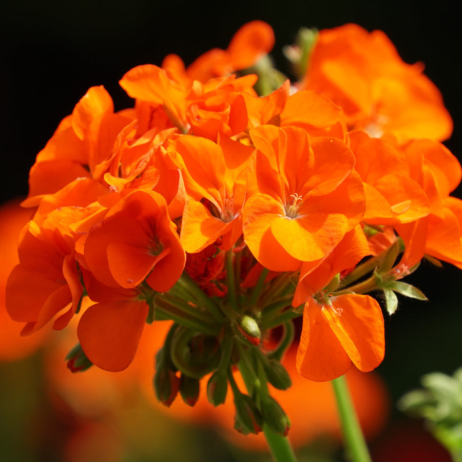 Géranium 'Maverick Orange'