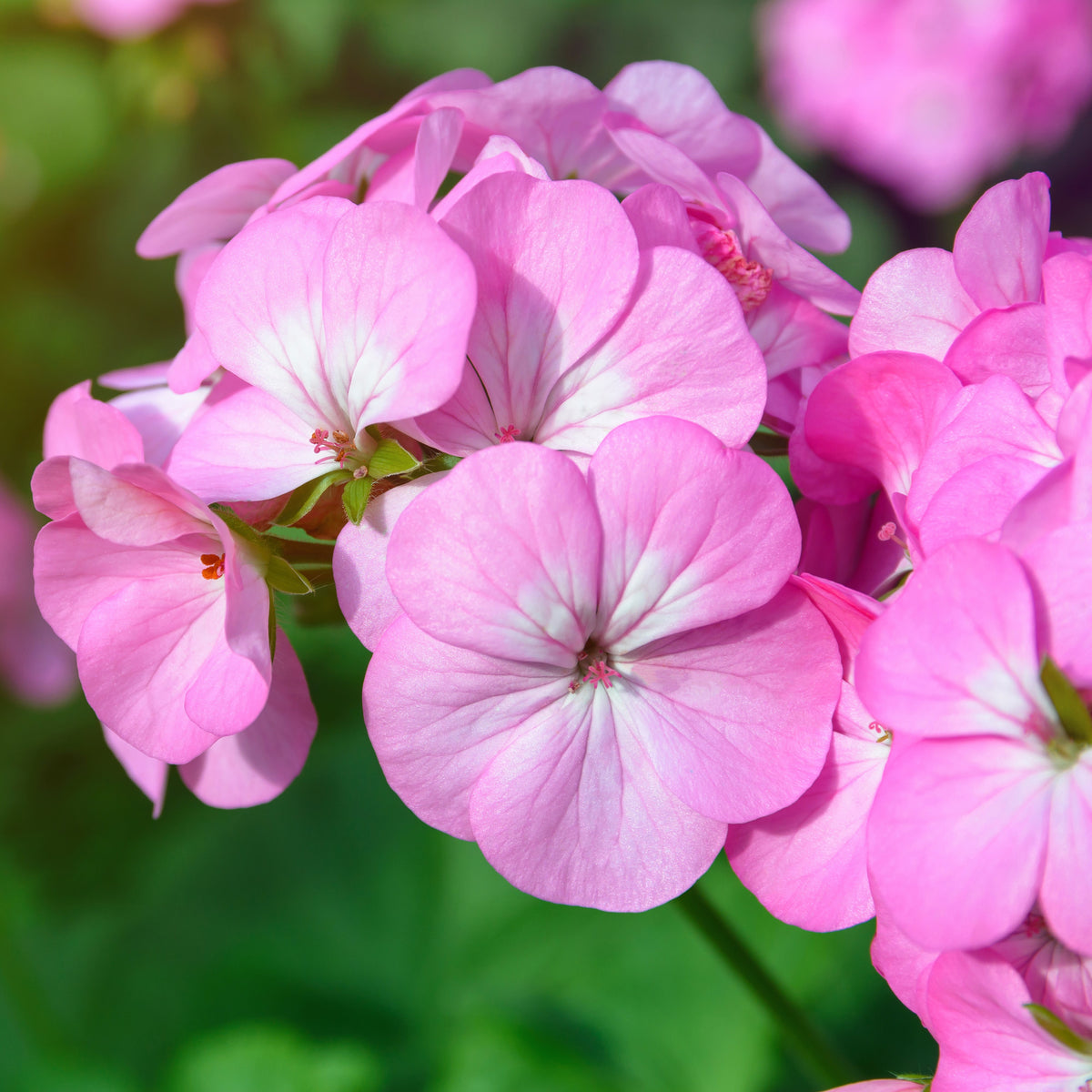 Geranium 'Maverick Pink'