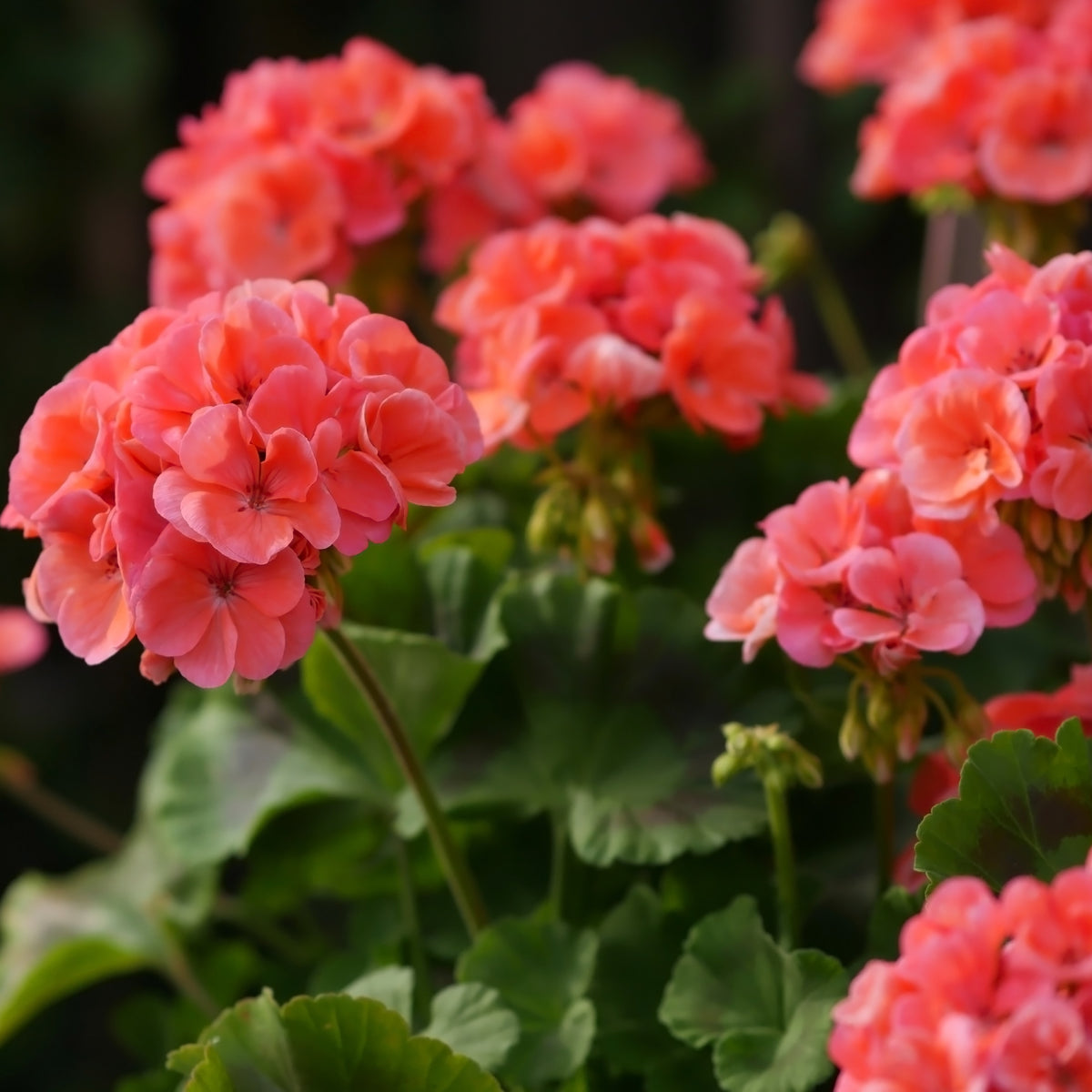 Geranium 'Maverick Salmon'