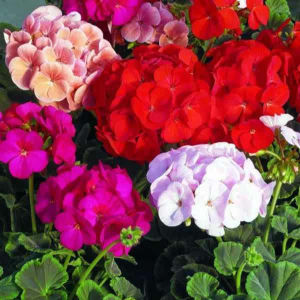 Image of BullsEye™ Mix F1 geranium showing the variety and its visible characteristics to help identify the product before sowing. BullsEye™ Mix F1 geranium is an ornamental flowers variety offered as seed for gardeners who want clear, practical product information. Confirmed details include height:, spread:, colour: Couleurs variées. The packet contains approximately 15 seeds, and the formulation is f1 hybrid, film-coated.