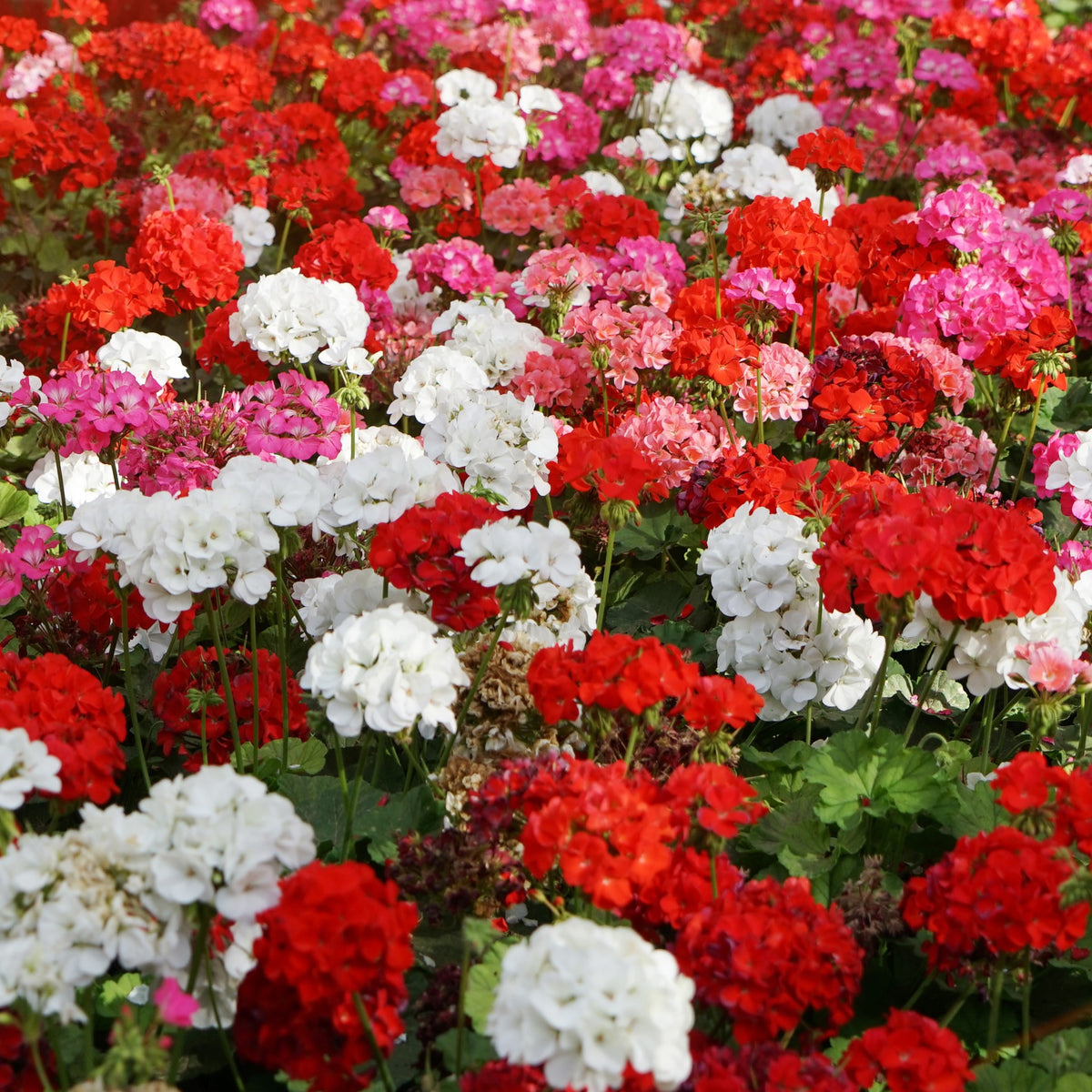 Une grande masse de fleurs rouges, roses et blanches occupe toute l’image. Les corolles se regroupent en têtes arrondies, disposées à plusieurs hauteurs sur des tiges vertes. Le feuillage sombre apparaît surtout dans les espaces entre les groupes fleuris. Les fleurs les plus proches sont plus distinctes, tandis que les couleurs se serrent et se fondent vers l’arrière-plan.