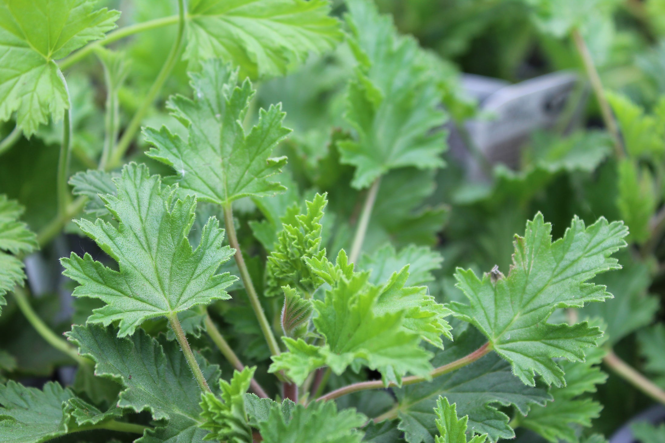 Citrosa Geranium