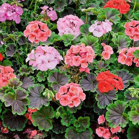Mixed Geranium