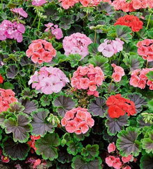 Semences Mélange de géraniums de balcon (Pelargonium spp.)