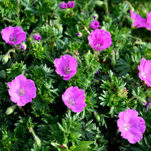  Perennial Geranium 'Sanguineum'