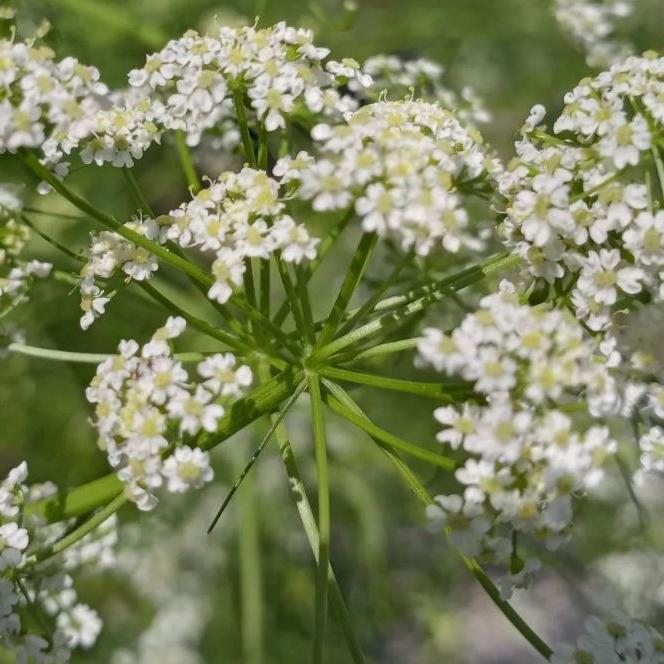 Carvi 'German Caraway' bio