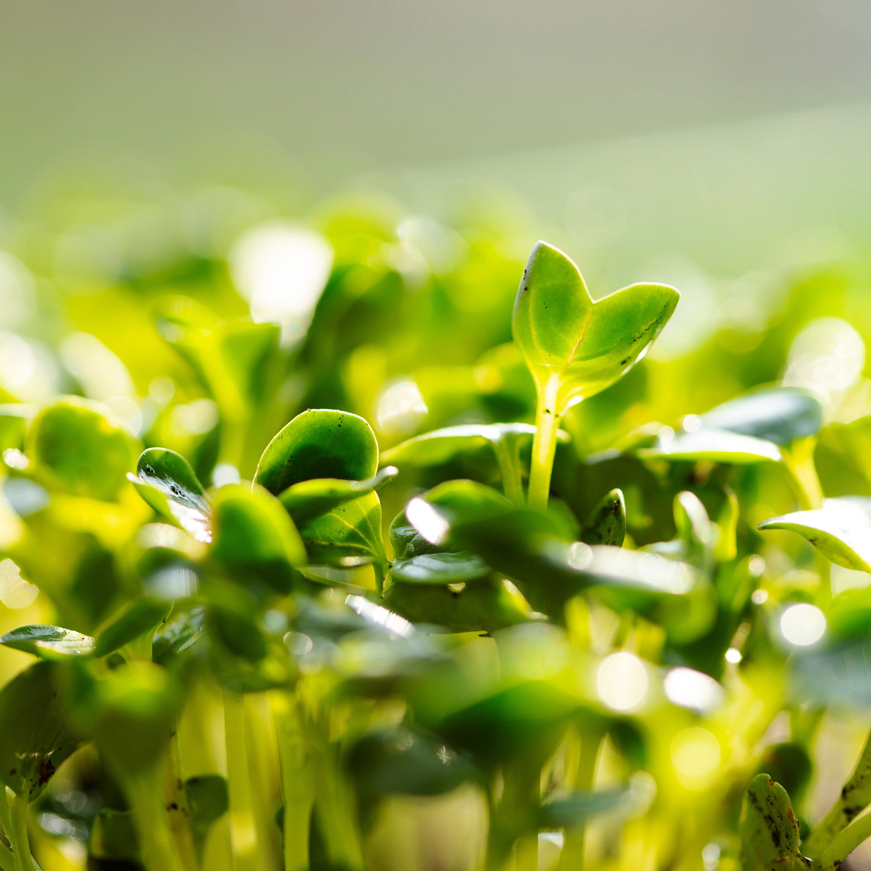 Radish sprout 'Daikon' organic
