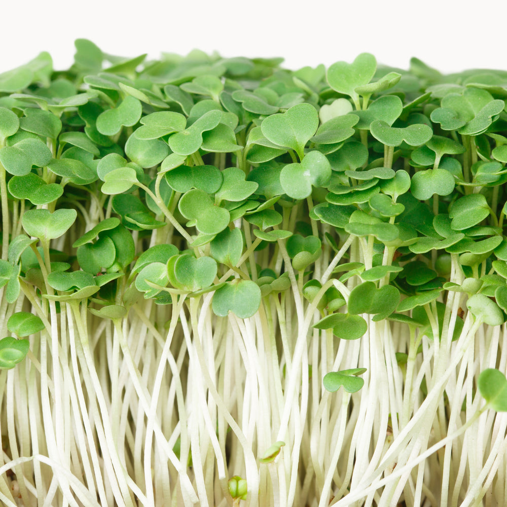 Arugula Sprout