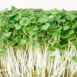 Arugula Sprout