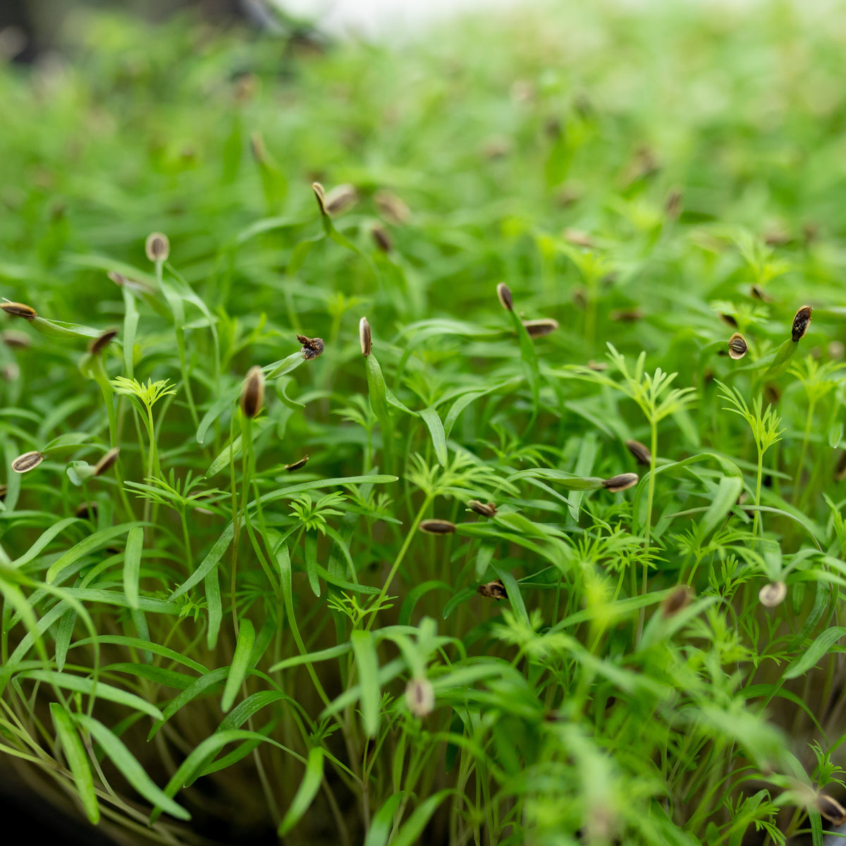 Dill Sprout / Microgreens