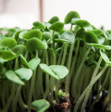 Basil microgreens