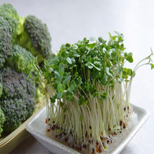 Broccoli microgreens