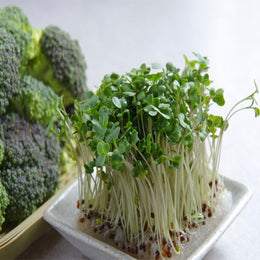 Broccoli microgreens