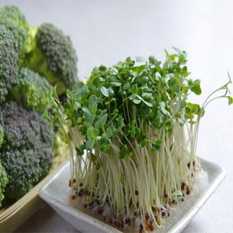 Image de Micropousse de brocoli ( Brassica oleracea var. italica ). Micropousse de brocoli est destiné à la production de jeunes pousses dans un plateau propre et adapté à la germination alimentaire. Son nom botanique est Brassica oleracea var. italica. La culture demande une répartition uniforme des graines, une humidité régulière et une bonne circulation d’air.