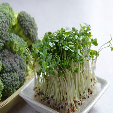 Micropousse de brocoli