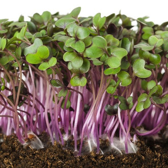 Image de Micropousse de chou rouge ( Brassica oleracea var. capitata ). Micropousse de chou rouge est destiné à la production de jeunes pousses dans un plateau propre et adapté à la germination alimentaire. Son nom botanique est Brassica oleracea var. capitata. La culture demande une répartition uniforme des graines, une humidité régulière et une bonne circulation d’air.