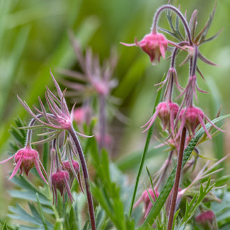 Image officielle de Benoîte à Trois Fleurs, Geum triflorum, associée au petit sachet de semences.