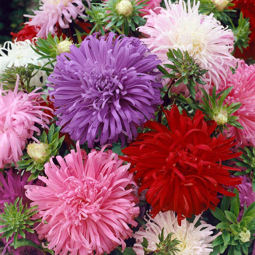 De grosses fleurs aux pétales longs et étroits mêlent du mauve, du rose, du blanc et du rouge. Les pétales recourbés se superposent autour de centres très fournis. Une grande fleur mauve occupe le haut du premier plan, près d’une fleur rouge. Des boutons verts et de petites feuilles découpées apparaissent entre les corolles qui remplissent le cadre.