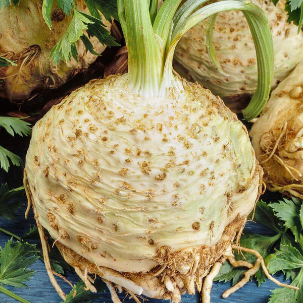 Celeriac 'Giant Prague'