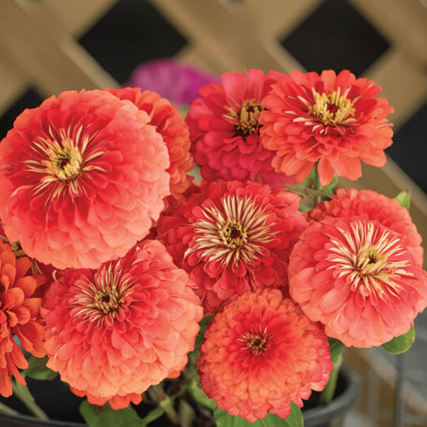Zinnia 'Giant Coral' bio