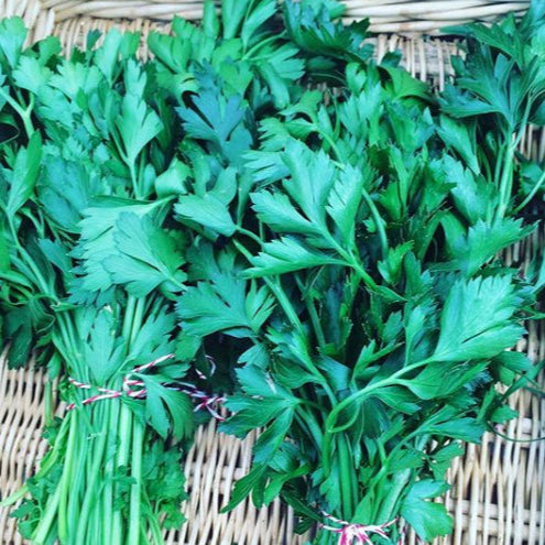 Giant Italian Parsley organic