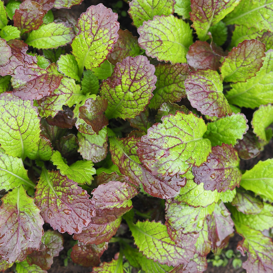 Mustard 'Giant Red' Asian Greens