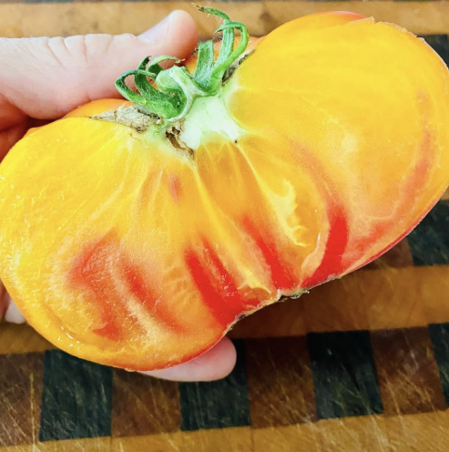Tomate GinFiz F1 – Gaia Organic Seeds