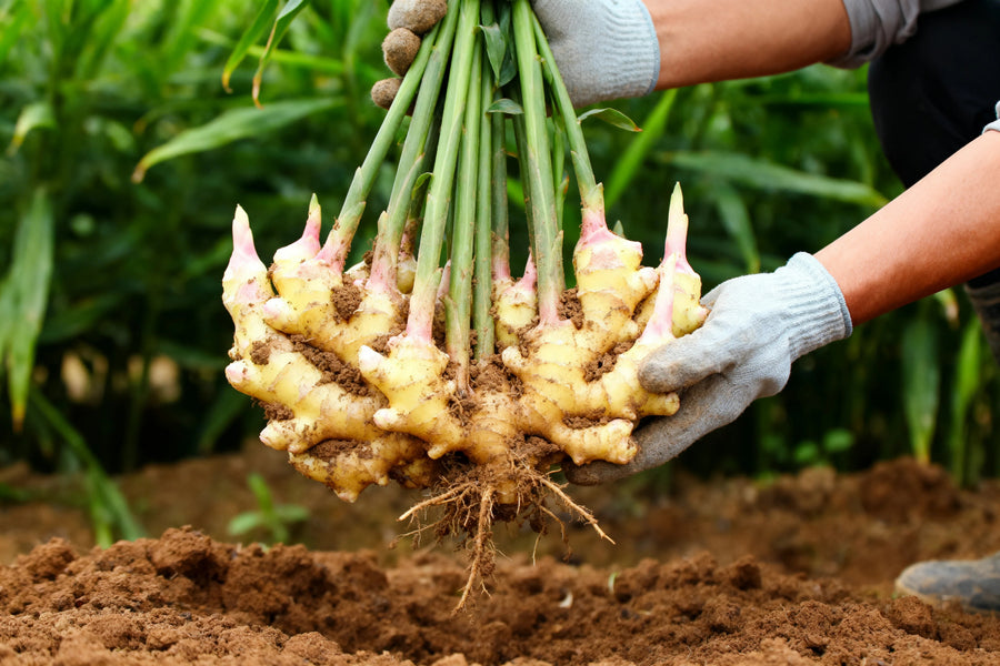Edible ginger