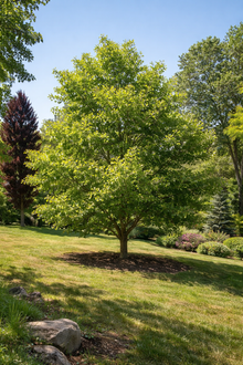 Ginkgo biloba