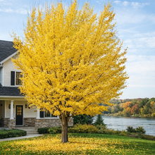 Ginkgo biloba 'Autumn Gold'