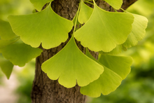 Ginkgo biloba 'Autumn Gold'