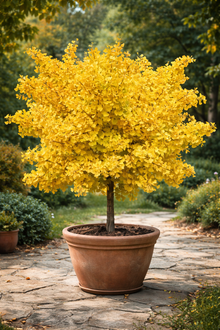 Ginkgo biloba 'Mariken'