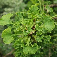 Ginkgo biloba 'Mariken'