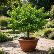 Ginkgo biloba 'Mariken'