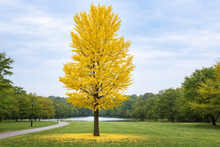 Ginkgo biloba 'Princeton Sentry'