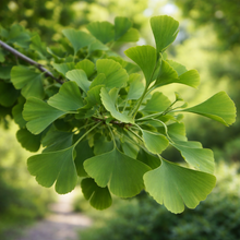 Ginkgo biloba 'Princeton Sentry'