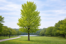 Ginkgo biloba 'Princeton Sentry'