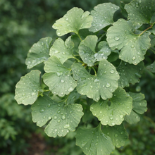 Ginkgo biloba 'Troll'