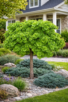 Ginkgo biloba 'Troll'