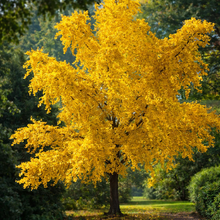 Ginkgo biloba