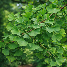 Ginkgo biloba