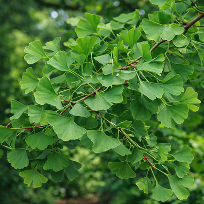 Ginkgo biloba