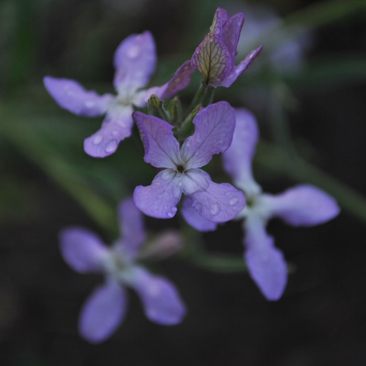 Summer wallflower 'Matthiola Bicornis'
