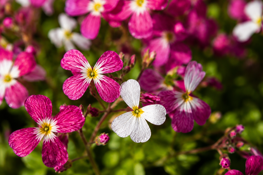 Sweet Wallflower