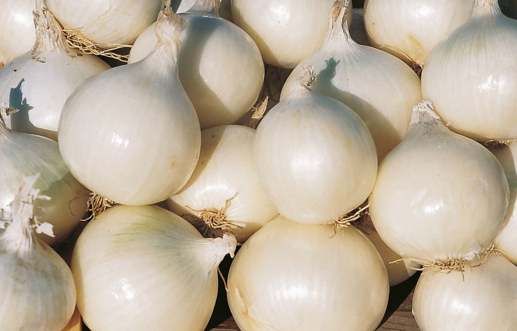 Oignon Gladstone – Gaia Organic Seeds